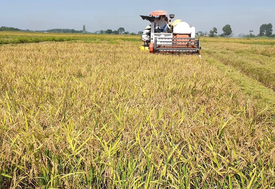 Vietnam exports more than 6 million tons of rice every year.
